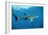 Whale Shark-null-Framed Photographic Print