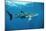 Whale Shark-null-Mounted Photographic Print