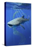 Whale Shark-Lantern Press-Stretched Canvas