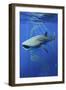 Whale Shark-Lantern Press-Framed Art Print