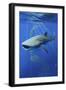 Whale Shark-Lantern Press-Framed Art Print