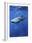 Whale Shark-Lantern Press-Framed Art Print