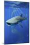 Whale Shark-Lantern Press-Mounted Art Print