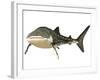 Whale Shark-null-Framed Art Print