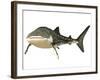 Whale Shark-null-Framed Art Print