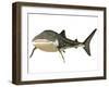 Whale Shark-null-Framed Art Print