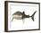 Whale Shark-null-Framed Art Print