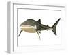 Whale Shark-null-Framed Art Print