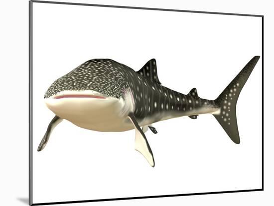 Whale Shark-null-Mounted Art Print