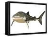 Whale Shark-null-Framed Stretched Canvas