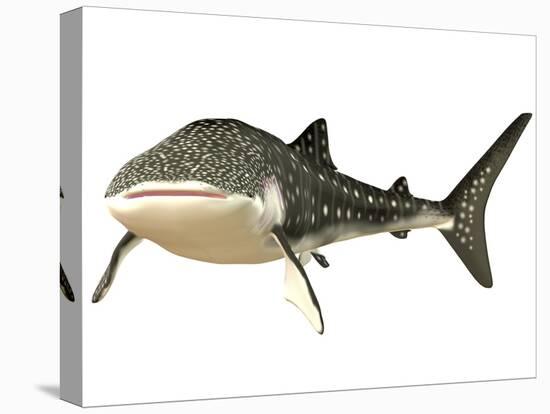 Whale Shark-null-Stretched Canvas