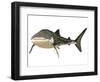 Whale Shark-null-Framed Art Print