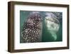 Whale sharks bottle feeding, La Paz, Baja California Sur, Mexico, Sea of Cortez-Alex Mustard-Framed Photographic Print