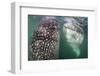 Whale sharks bottle feeding, La Paz, Baja California Sur, Mexico, Sea of Cortez-Alex Mustard-Framed Photographic Print