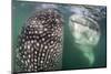 Whale sharks bottle feeding, La Paz, Baja California Sur, Mexico, Sea of Cortez-Alex Mustard-Mounted Photographic Print