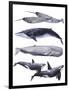 Whale Stack II-Grace Popp-Framed Art Print