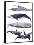 Whale Stack II-Grace Popp-Framed Stretched Canvas