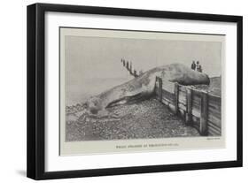 Whale Stranded at Birchington-On-Sea-null-Framed Giclee Print