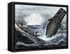 Whale Struck by a Harpoon While Breaching, c.1800-null-Framed Stretched Canvas