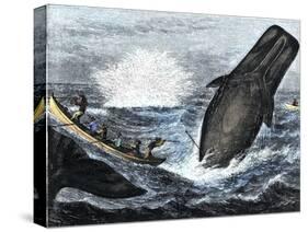 Whale Struck by a Harpoon While Breaching, c.1800-null-Stretched Canvas