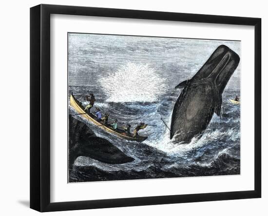 Whale Struck by a Harpoon While Breaching, c.1800-null-Framed Giclee Print