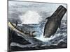 Whale Struck by a Harpoon While Breaching, c.1800-null-Mounted Giclee Print