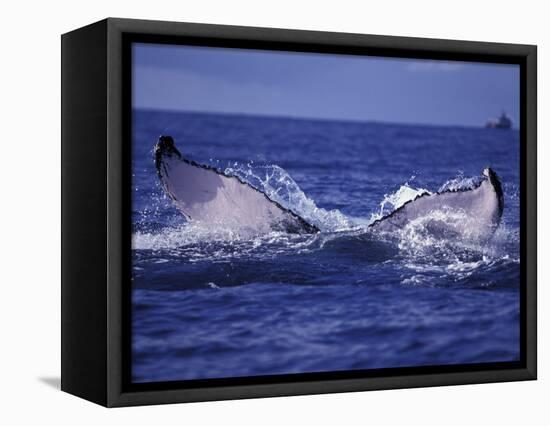 Whale Tail, Alaska, USA-Amos Nachoum-Framed Stretched Canvas