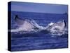 Whale Tail, Alaska, USA-Amos Nachoum-Stretched Canvas