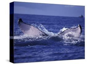 Whale Tail, Alaska, USA-Amos Nachoum-Stretched Canvas