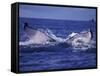 Whale Tail, Alaska, USA-Amos Nachoum-Framed Stretched Canvas