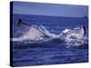 Whale Tail, Alaska, USA-Amos Nachoum-Stretched Canvas