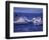 Whale Tail, Alaska, USA-Amos Nachoum-Framed Photographic Print