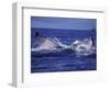 Whale Tail, Alaska, USA-Amos Nachoum-Framed Photographic Print