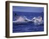 Whale Tail, Alaska, USA-Amos Nachoum-Framed Photographic Print