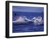 Whale Tail, Alaska, USA-Amos Nachoum-Framed Photographic Print