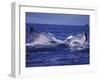 Whale Tail, Alaska, USA-Amos Nachoum-Framed Photographic Print