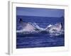 Whale Tail, Alaska, USA-Amos Nachoum-Framed Photographic Print