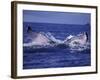 Whale Tail, Alaska, USA-Amos Nachoum-Framed Photographic Print