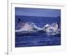 Whale Tail, Alaska, USA-Amos Nachoum-Framed Photographic Print