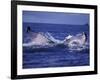 Whale Tail, Alaska, USA-Amos Nachoum-Framed Photographic Print