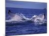 Whale Tail, Alaska, USA-Amos Nachoum-Mounted Photographic Print