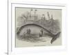 Whale Taken Off Folkestone-null-Framed Giclee Print