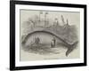 Whale Taken Off Folkestone-null-Framed Giclee Print