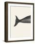 Whale Tight Crop I Handcolored Sealife Lithograph 1824-Vintage Poster-Framed Photographic Print