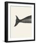 Whale Tight Crop I Handcolored Sealife Lithograph 1824-Vintage Poster-Framed Photographic Print