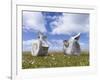 Whale vertebrae on Bleaker Island.-Martin Zwick-Framed Photographic Print