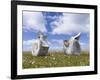 Whale vertebrae on Bleaker Island.-Martin Zwick-Framed Photographic Print