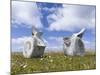 Whale vertebrae on Bleaker Island.-Martin Zwick-Mounted Photographic Print