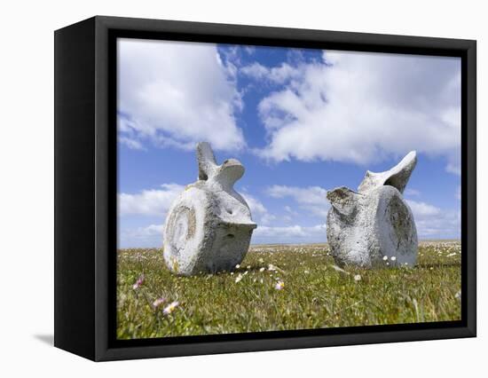 Whale vertebrae on Bleaker Island.-Martin Zwick-Framed Stretched Canvas