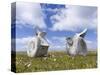 Whale vertebrae on Bleaker Island.-Martin Zwick-Stretched Canvas